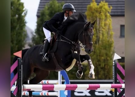 Belgisches Warmblut, Hengst, 13 Jahre, 173 cm, Dunkelbrauner