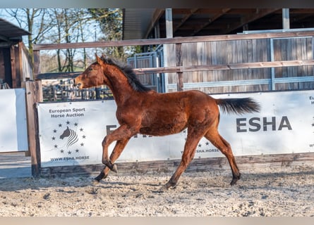 Belgisches Warmblut, Hengst, 1 Jahr, 145 cm