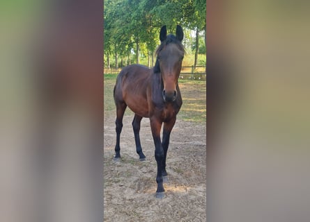 Belgisches Warmblut, Hengst, 1 Jahr, 150 cm, Dunkelbrauner