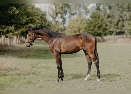 Belgisches Warmblut, Hengst, 1 Jahr, 170 cm, Brauner