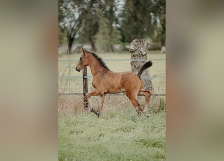 Belgisches Warmblut, Hengst, 1 Jahr, Brauner
