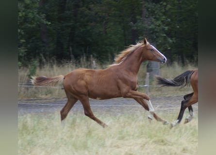 Belgisches Warmblut, Hengst, 1 Jahr, Fuchs