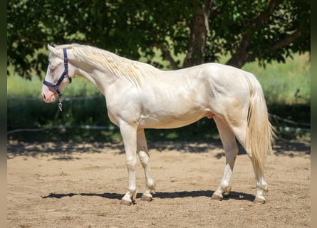Belgisches Warmblut, Hengst, 2 Jahre, 151 cm, Cremello
