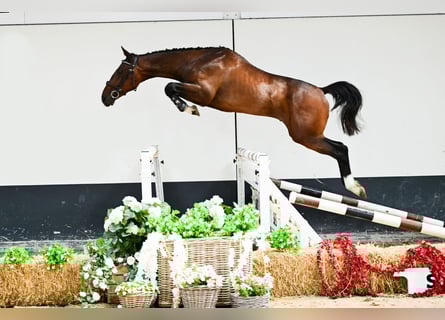 Belgisches Warmblut, Hengst, 2 Jahre, 152 cm, Dunkelbrauner