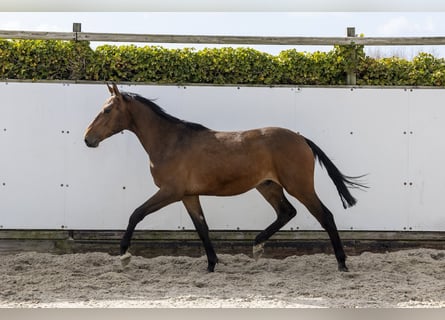 Belgisches Warmblut, Hengst, 2 Jahre, 154 cm, Dunkelbrauner