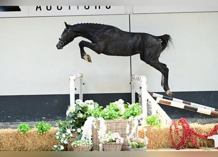 Belgisches Warmblut, Hengst, 2 Jahre, 158 cm, Schimmel