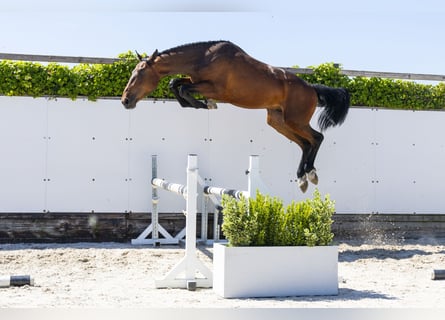 Belgisches Warmblut, Hengst, 2 Jahre, 164 cm