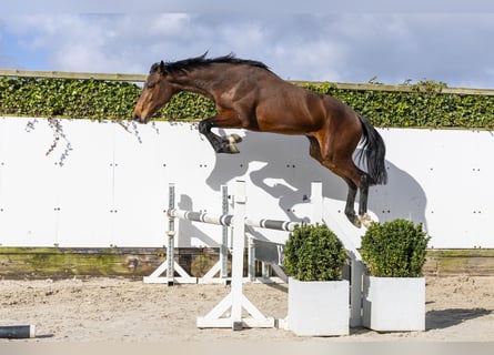 Belgisches Warmblut, Hengst, 2 Jahre, 165 cm, Brauner