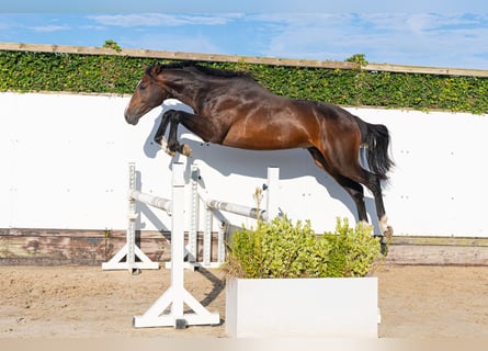 Belgisches Warmblut, Hengst, 2 Jahre, 170 cm, Brauner