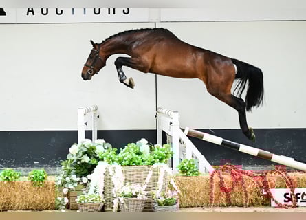 Belgisches Warmblut, Hengst, 2 Jahre, 170 cm, Fuchs