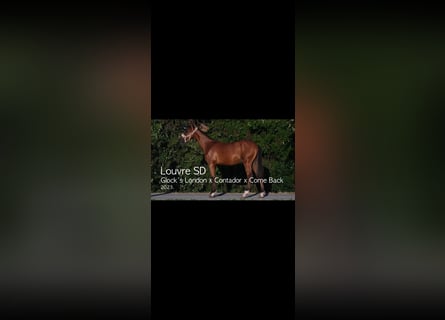 Belgisches Warmblut, Hengst, 2 Jahre, Rotbrauner