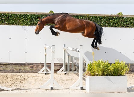 Belgisches Warmblut, Hengst, 3 Jahre, 161 cm, Braunfalbschimmel
