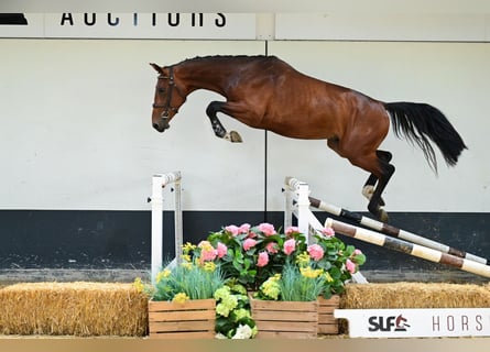 Belgisches Warmblut, Hengst, 3 Jahre, 164 cm, Brauner