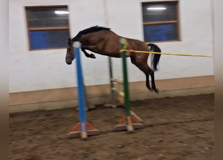 Belgisches Warmblut, Hengst, 3 Jahre, 169 cm, Brauner