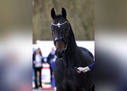 Belgisches Warmblut, Hengst, 3 Jahre, 169 cm, Dunkelbrauner