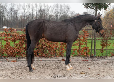 Belgisches Warmblut, Hengst, 3 Jahre, Dunkelbrauner