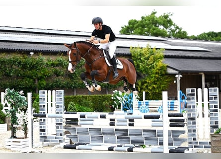 Belgisches Warmblut, Hengst, 4 Jahre, 165 cm, Brauner