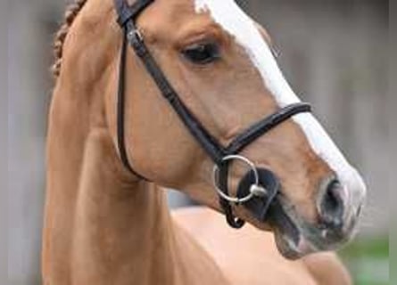 Belgisches Warmblut, Hengst, 4 Jahre, 167 cm, Dunkelfuchs