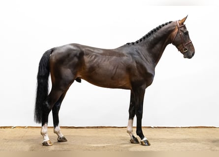 Belgisches Warmblut, Hengst, 4 Jahre, 170 cm, Dunkelbrauner