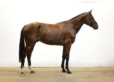 Belgisches Warmblut, Hengst, 4 Jahre, 171 cm, Brauner Belgisches Warmblut, Hengst, 4 Jahre, 171 cm, Brauner