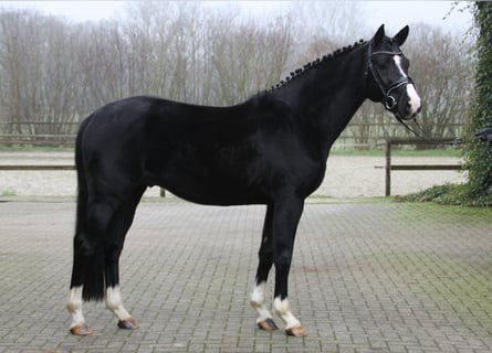 Belgisches Warmblut, Hengst, 5 Jahre, 166 cm, Rappe