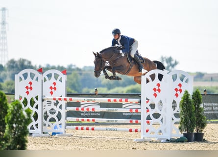 Belgisches Warmblut, Hengst, 5 Jahre, 168 cm, Rotbrauner