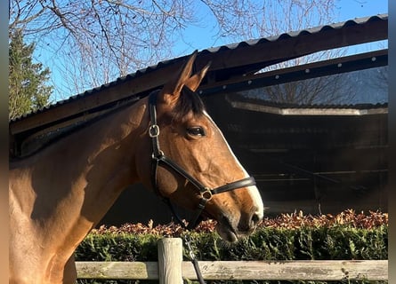 Belgisches Warmblut, Hengst, 5 Jahre, 170 cm, Brauner
