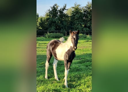 Belgisches Warmblut, Hengst, Fohlen (05/2023), 160 cm, Tobiano-alle-Farben
