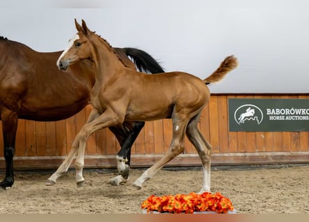 Belgisches Warmblut, Hengst, Fohlen (05/2025)
