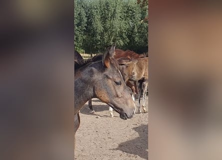 Belgisches Warmblut, Hengst, Fohlen (05/2026), Blauschimmel
