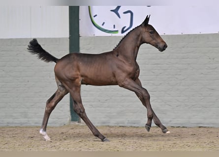 Belgisches Warmblut, Hengst, Fohlen (06/2026), Brauner