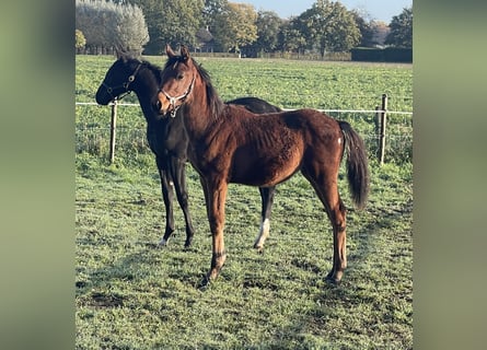 Belgisches Warmblut, Hengst, Fohlen (04/2026), Brauner