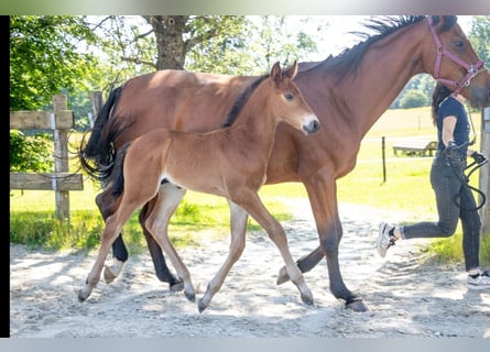 Belgisches Warmblut, Hengst, , Brauner