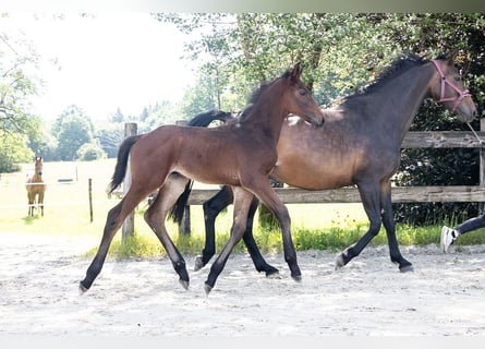 Belgisches Warmblut, Hengst, , Brauner