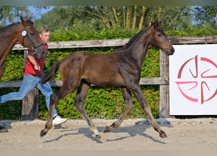 Belgisches Warmblut, Hengst, Fohlen (06/2024), Dunkelbrauner