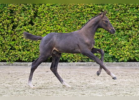 Belgisches Warmblut, Hengst, Fohlen (06/2024), Dunkelbrauner