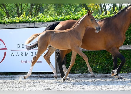 Belgisches Warmblut, Hengst, Fohlen (05/2024), Dunkelfuchs