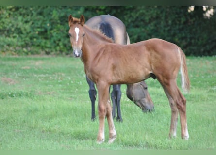 Belgisches Warmblut, Hengst, Fohlen (04/2025), Fuchs