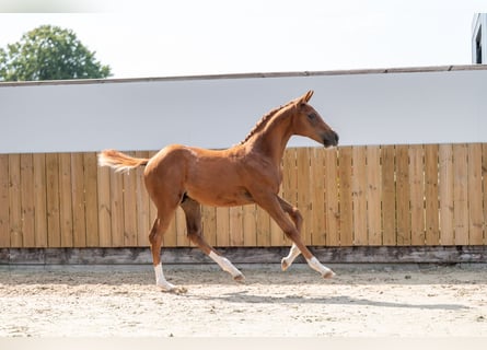 Belgisches Warmblut, Hengst, Fohlen (04/2025), Fuchs