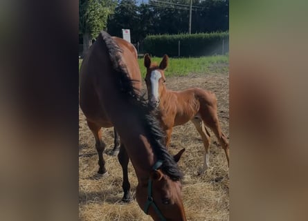 Belgisches Warmblut, Hengst, Fohlen (08/2026), Fuchs