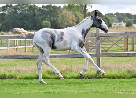 Belgisches Warmblut, Hengst, Fohlen (04/2026), Overo-alle-Farben