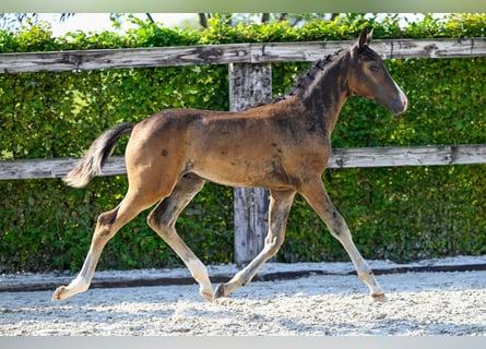 Belgisches Warmblut, Hengst, Fohlen (06/2024), Rotbrauner