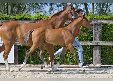 Belgisches Warmblut, Hengst, Fohlen (06/2024), Rotbrauner