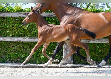 Belgisches Warmblut, Hengst, Fohlen (07/2024), Rotbrauner