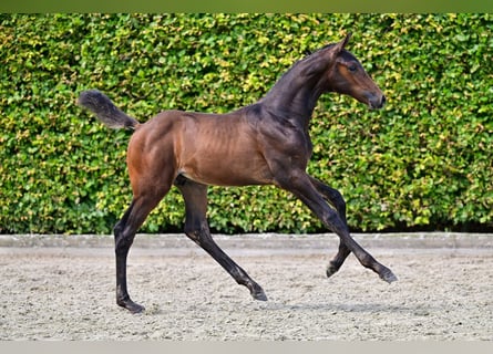 Belgisches Warmblut, Hengst, Fohlen (06/2024), Rotbrauner