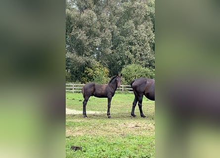 Belgisches Warmblut, Hengst, Fohlen (06/2024), Schwarzbrauner