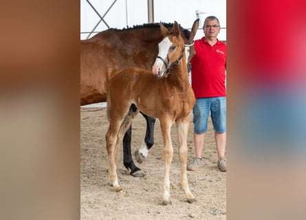 Belgisches Warmblut, Hengst, Fohlen (05/2026)