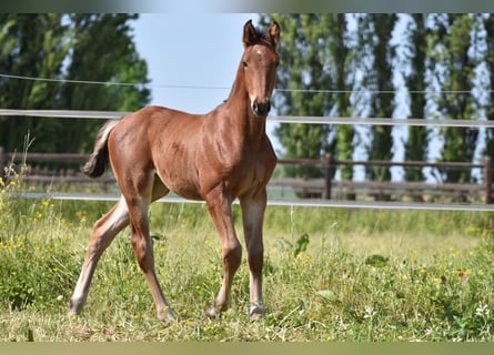 Belgisches Warmblut, Hengst, Fohlen (05/2023)