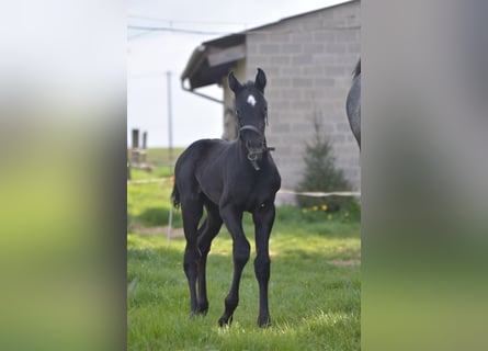 Belgisches Warmblut, Hengst, Fohlen (04/2023)