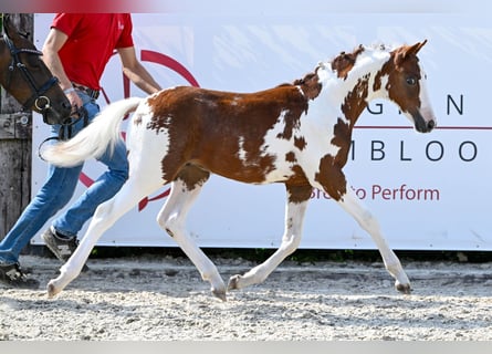 Belgisches Warmblut, Hengst, Fohlen (05/2024)